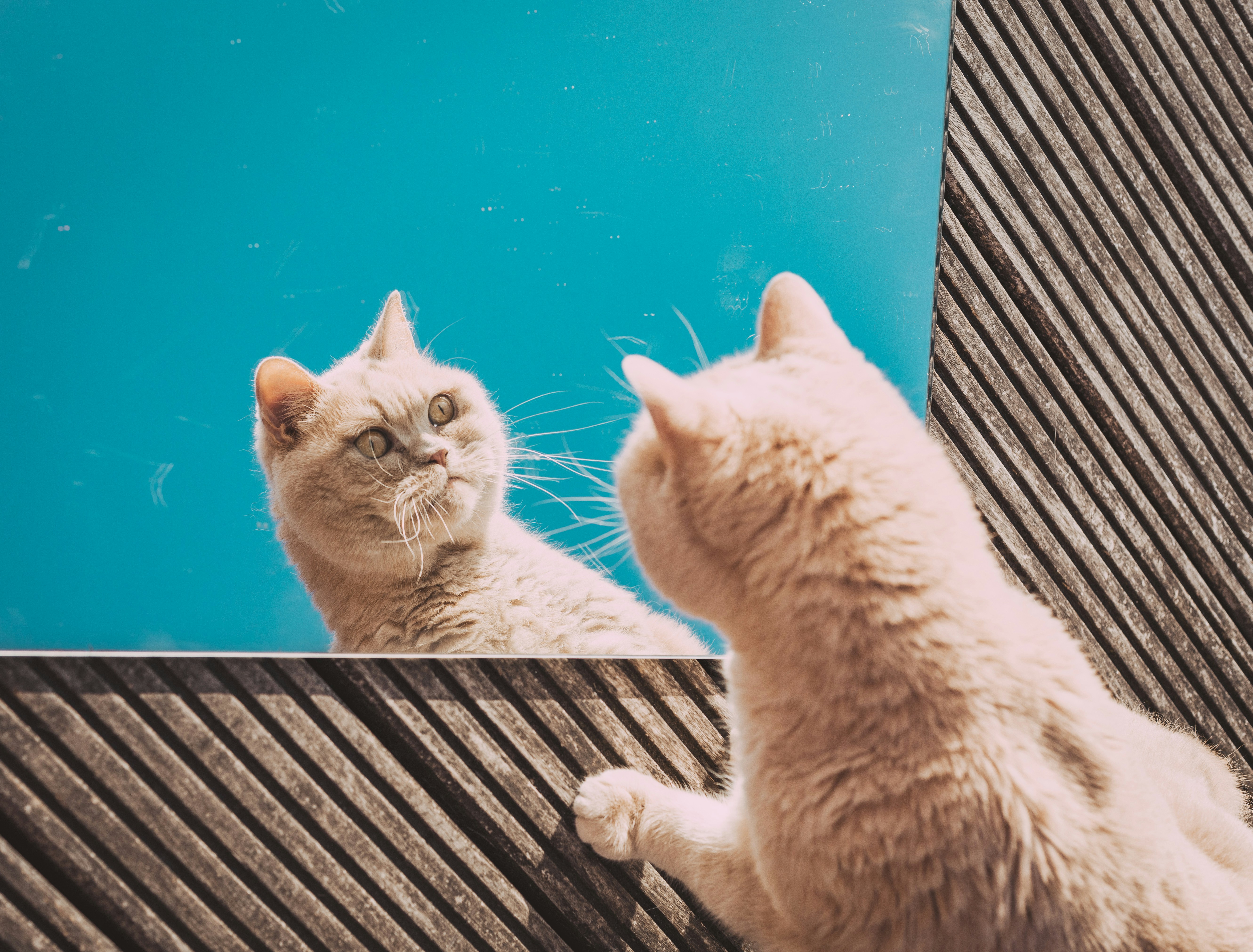 ¿A los gatos les gusta estar solos o acompañados? Quizá esto no lo sabía
