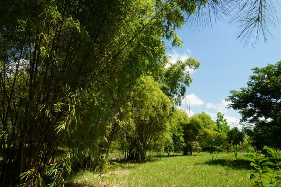 OCDE recomienda la economía verde