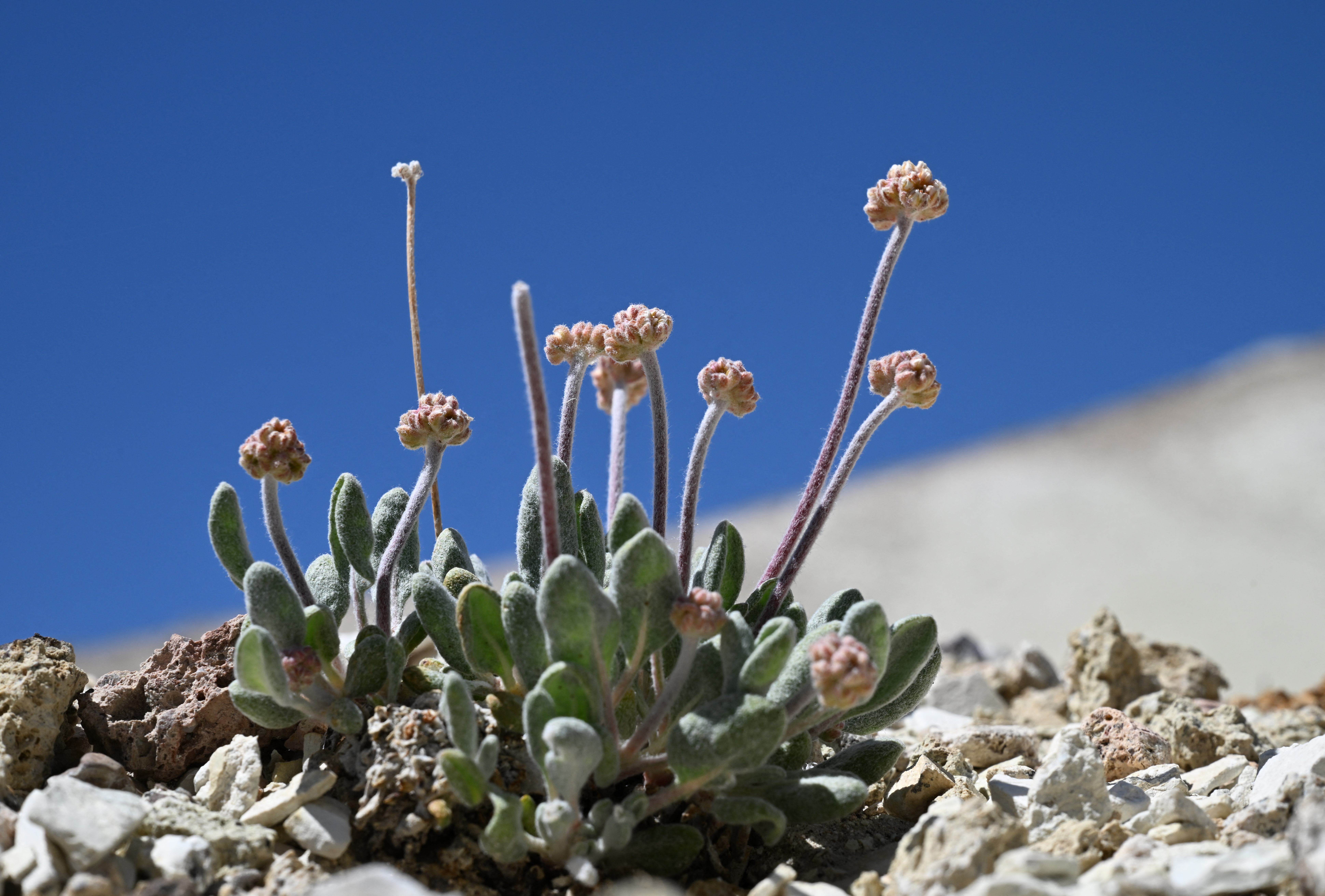 TOPSHOT - A Tiehm’s buckwheat plant starts to bud in its native habitat among searlesite and other mineral rocks on public land in the Silver Peak Range in Esmeralda County, Nevada beside Rhyolite Ridge, the site of a proposed lithium mine, on May 7, 2024.