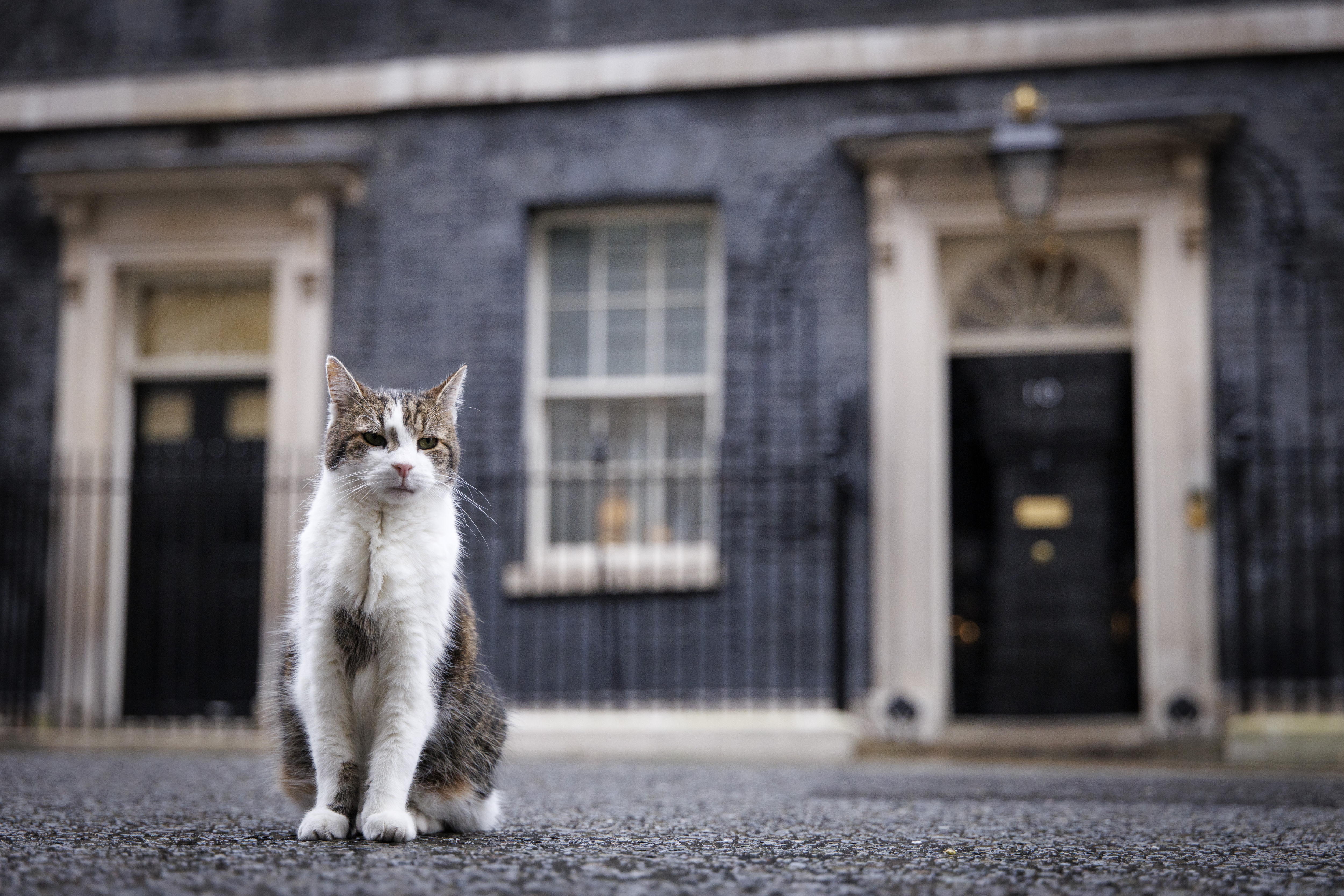 London (United Kingdom), 15/01/2025.- Larry the Downing Street cat roams after the British Prime Minister's departure for Prime Minister's Questions (PMQs) in London, Britain, 15 January 2025. Larry the cat is cared for by Downing Street staff and has seen the premierships of six prime ministers of the United Kingdom since moving to Downing Street in 2011. (Reino Unido, Londres) EFE/EPA/TOLGA AKMEN