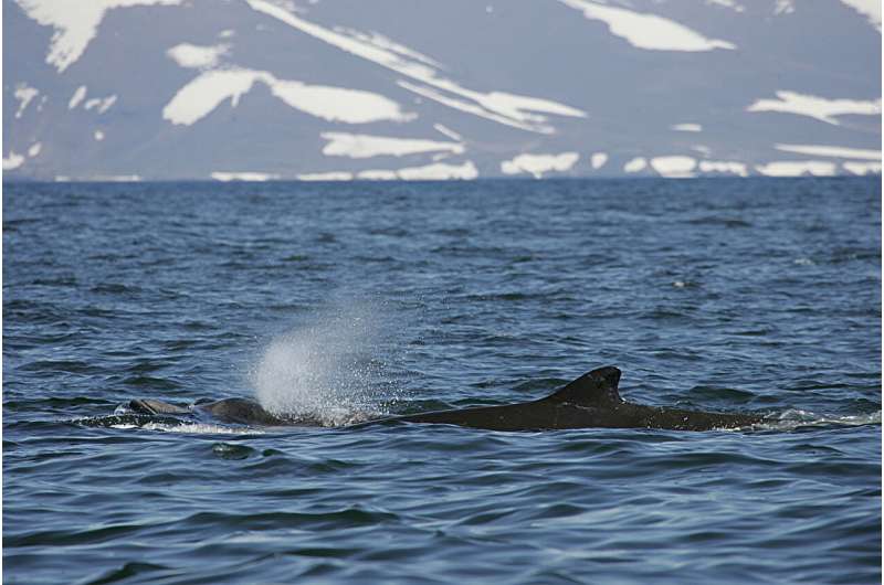 Descubrieron raro comportamiento en uno de los mamíferos menos vistos del mundo