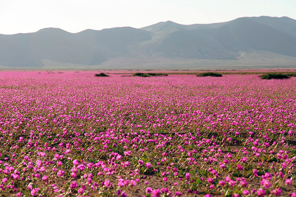 Flores multicolores tapizan el desierto de Atacama