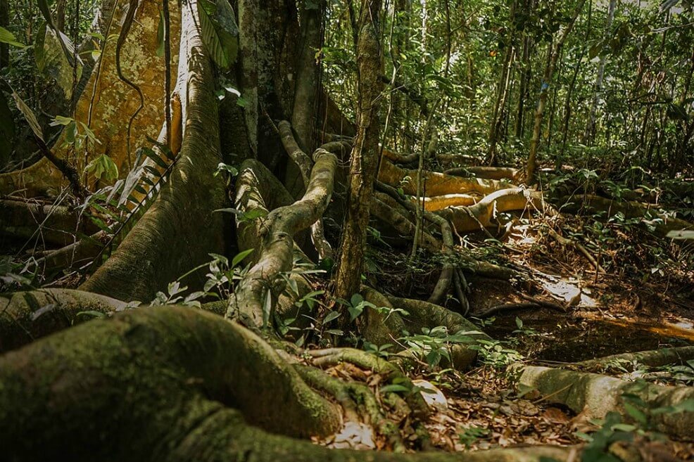 Esta foto de la amazonia colombiana se produjo como parte de #MaderaSucia, una investigación periodística transnacional que develó realidades sobre la deforestación en varios países de América Latina. / Leslie Moreno