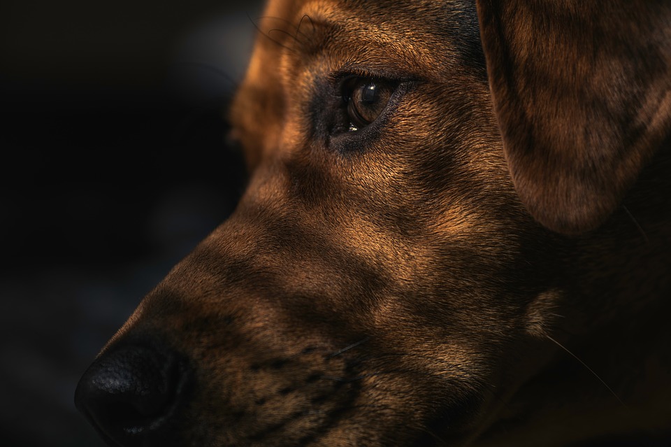 Un perro salvó a su familia de morir en un derrumbe en la India