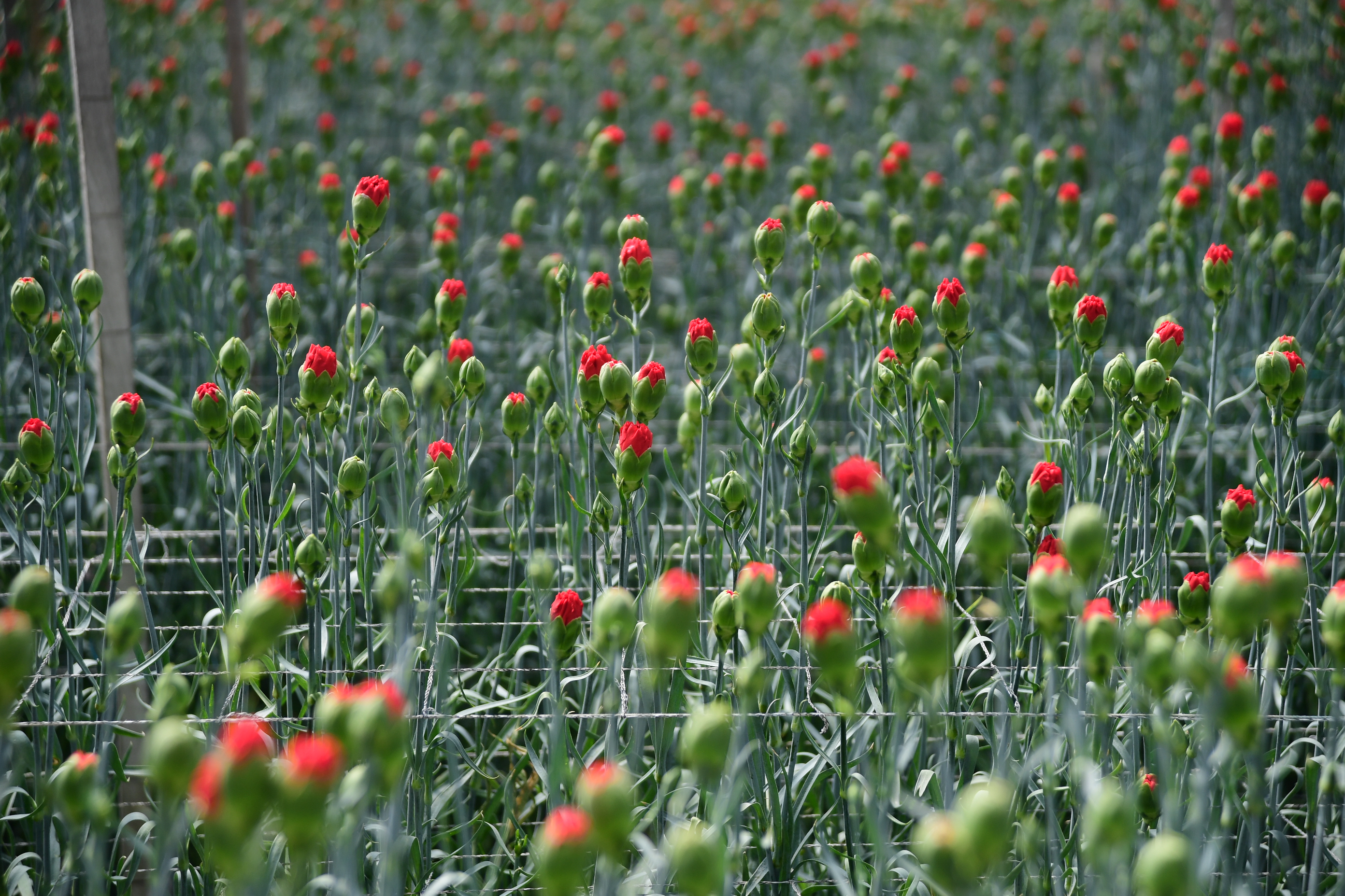 Cultivo de Flores