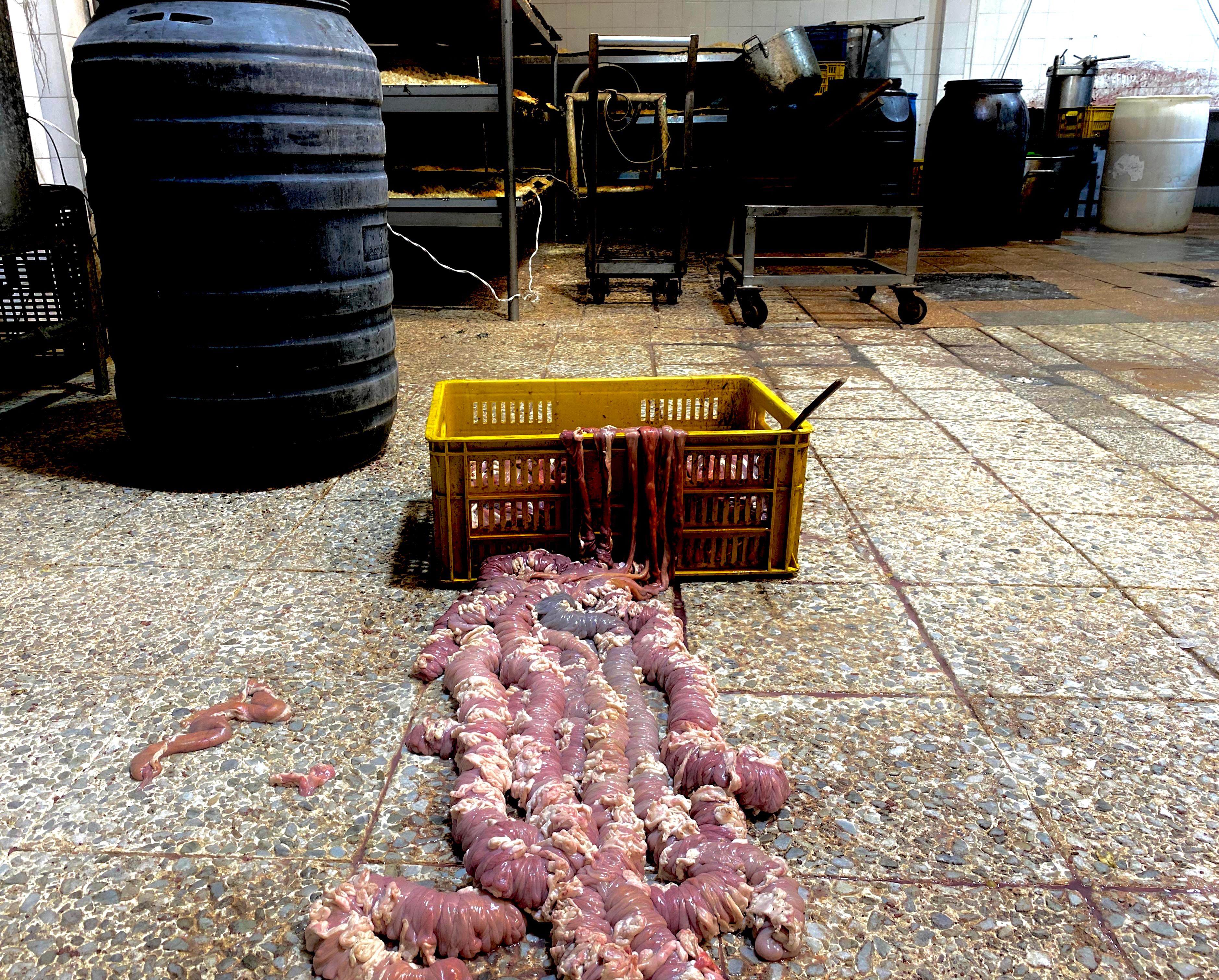 Heces de roedores y contaminación: sellan fábrica de morcilla en Kennedy