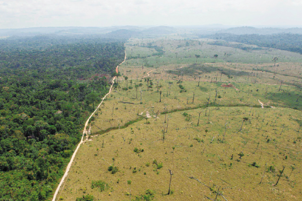 Así “tiñen de verde” los productos que causan deforestación