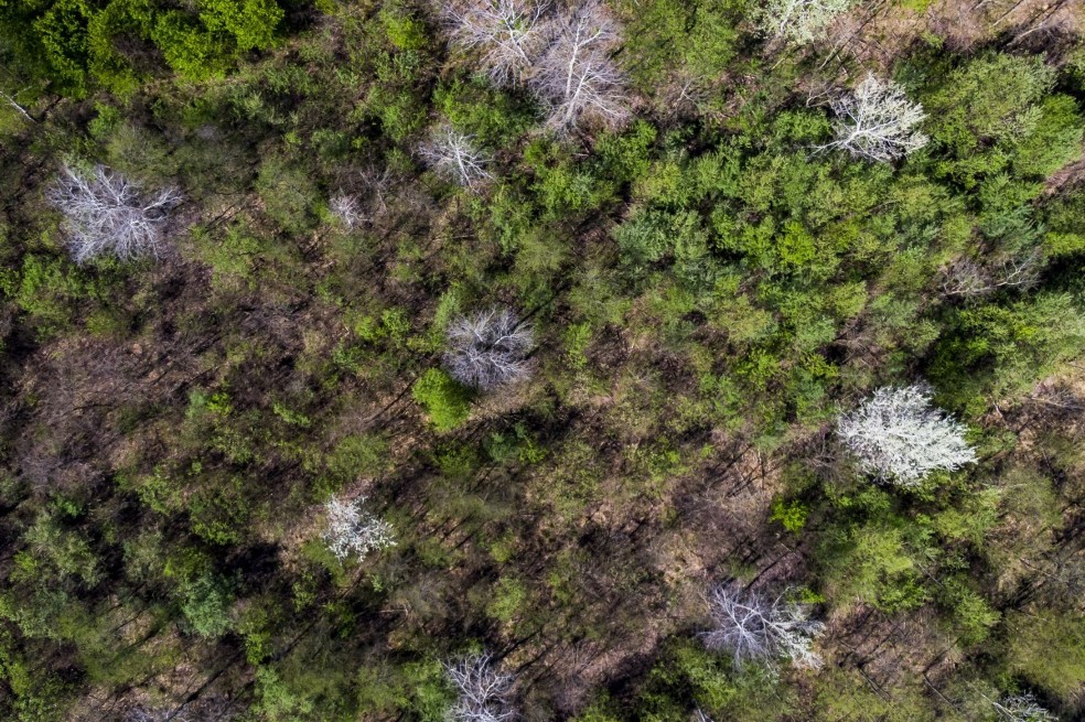 En Europa se aceleró la pérdida de áreas forestales