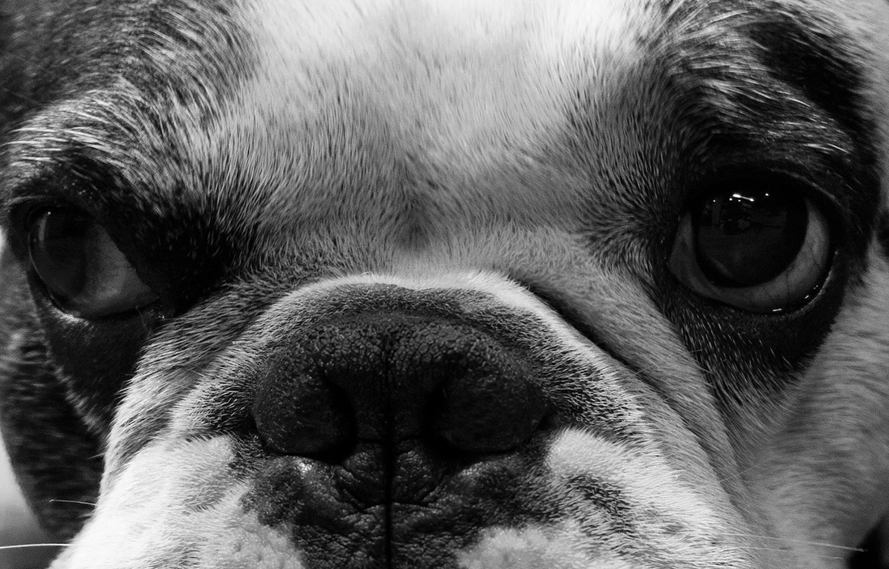 Este es Narco Pedro, la mascota de Rodolfo Hernández.