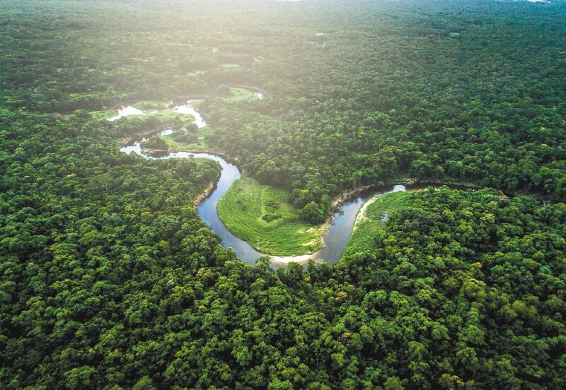Seis medidas para proteger bosques del cambio climático, según la ciencia