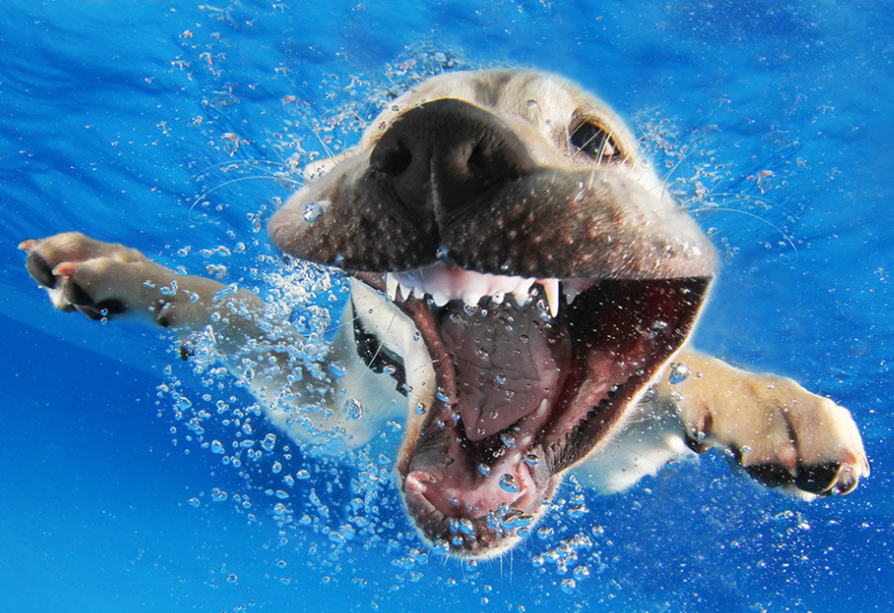 En imágenes: este fotógrafo capta divertidas escenas de perros bajo el agua