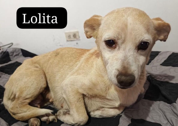 Tras atender varios casos críticos, refugio de animales lanza desesperado llamado de ayuda