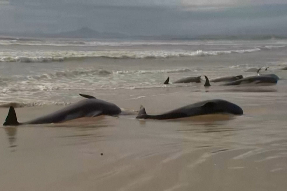 Autoridades encontraron 230 ballenas varadas en la costa occidental de Tasmania