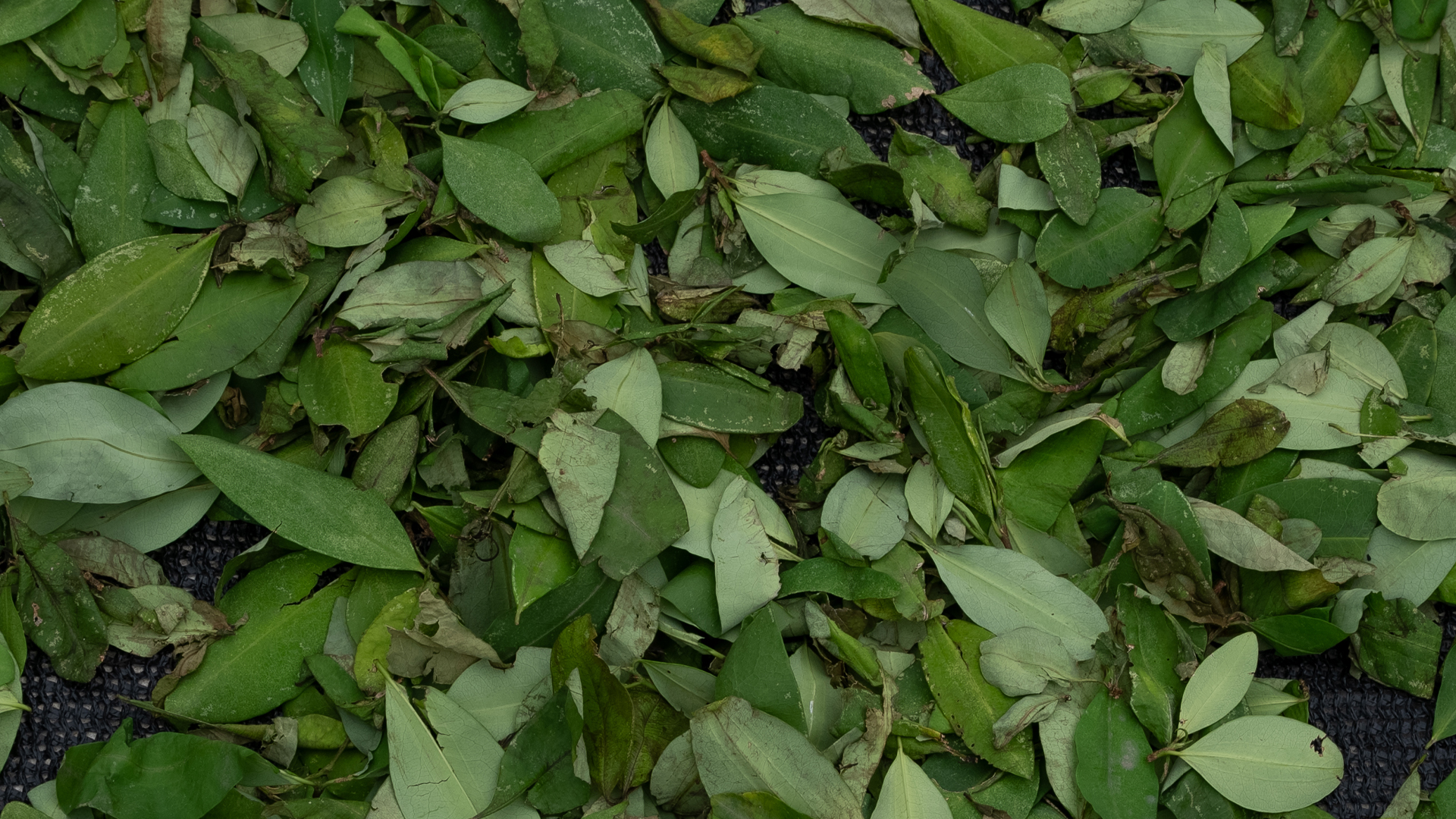 Lo que habría detrás de la primera licencia para vender biofertilizante con coca