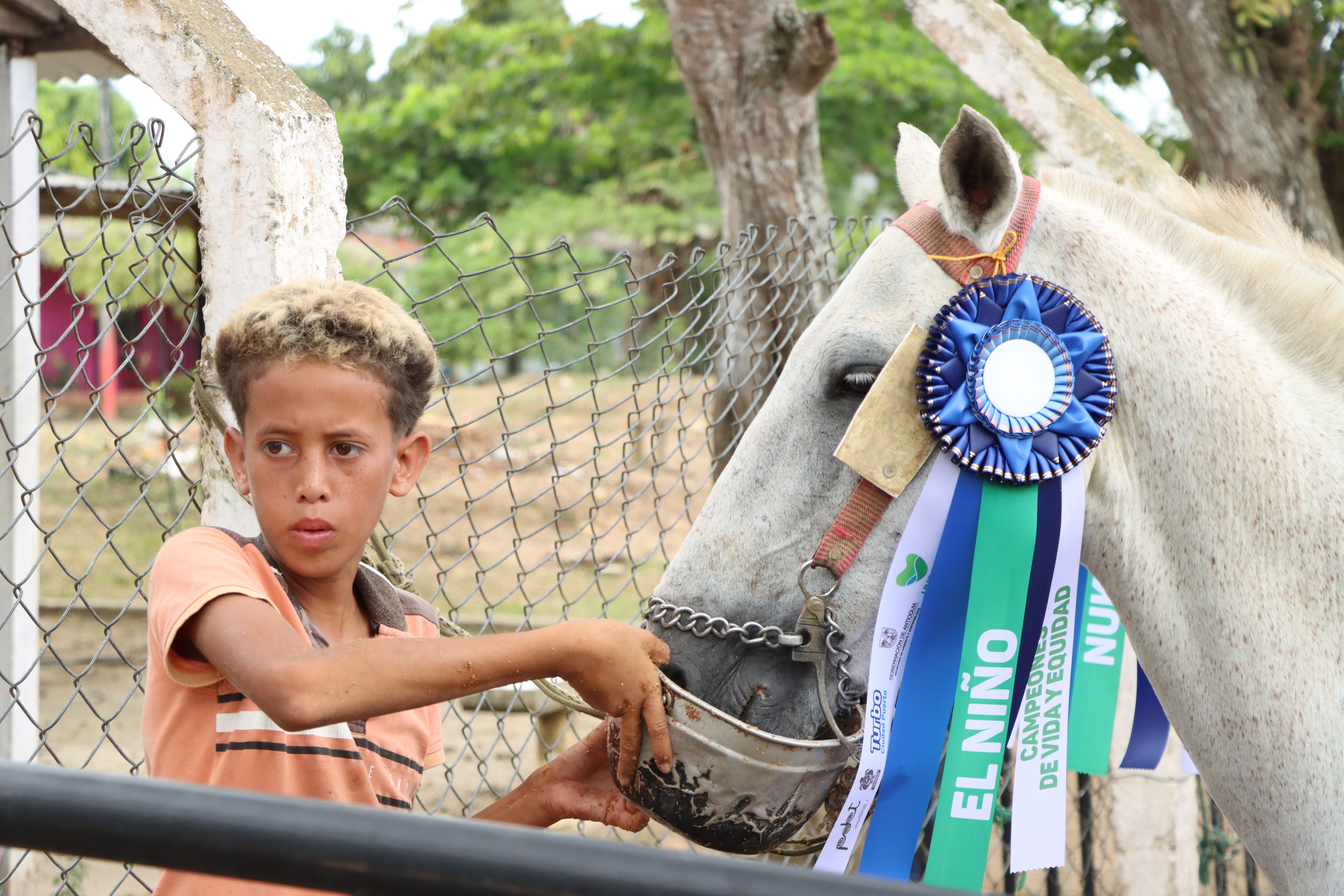Adoptan 42 caballos en Antioquia en campaña para erradicar los vehículos de tracción animal