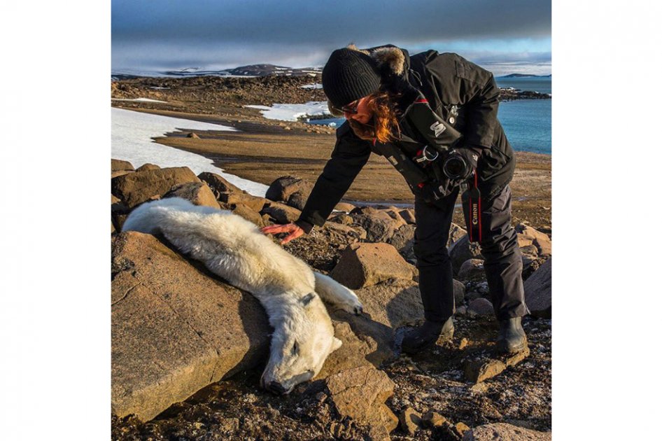Aparece una nueva imagen de un oso polar desnutrido