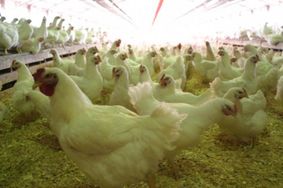 Avicultores en contra de la importación de carne de pollo en Valle