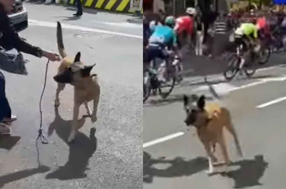 Multan al dueño del perro que casi causa un accidente en La Vuelta a España