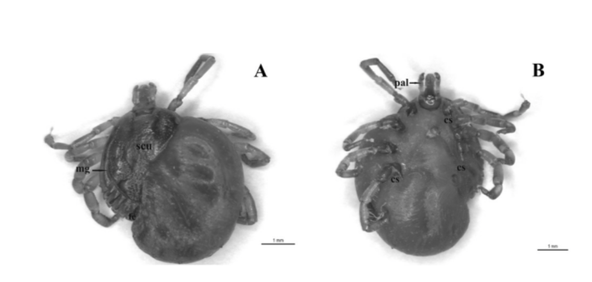 La primera garrapata (Amblyomma mixtum) reportada en Colombia con esta alteración.