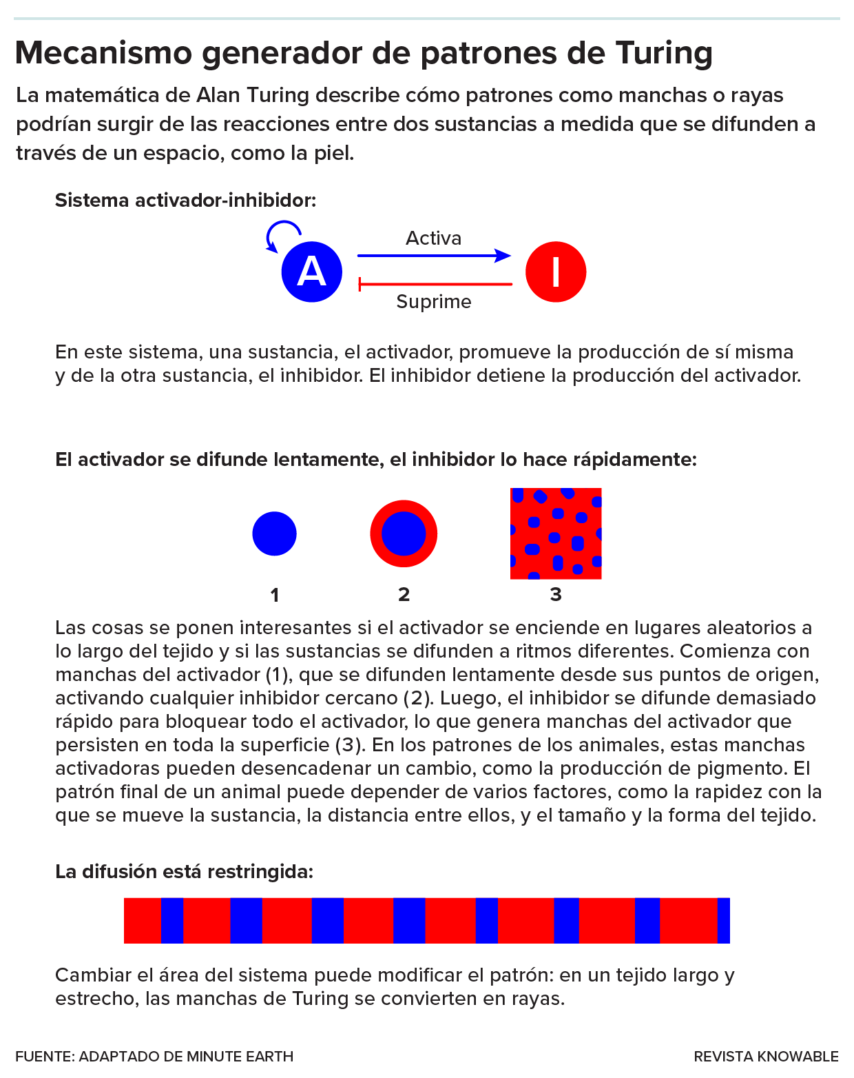Esta tabla explica las ideas de Turing de cómo surgen algunos patrones en los animales.