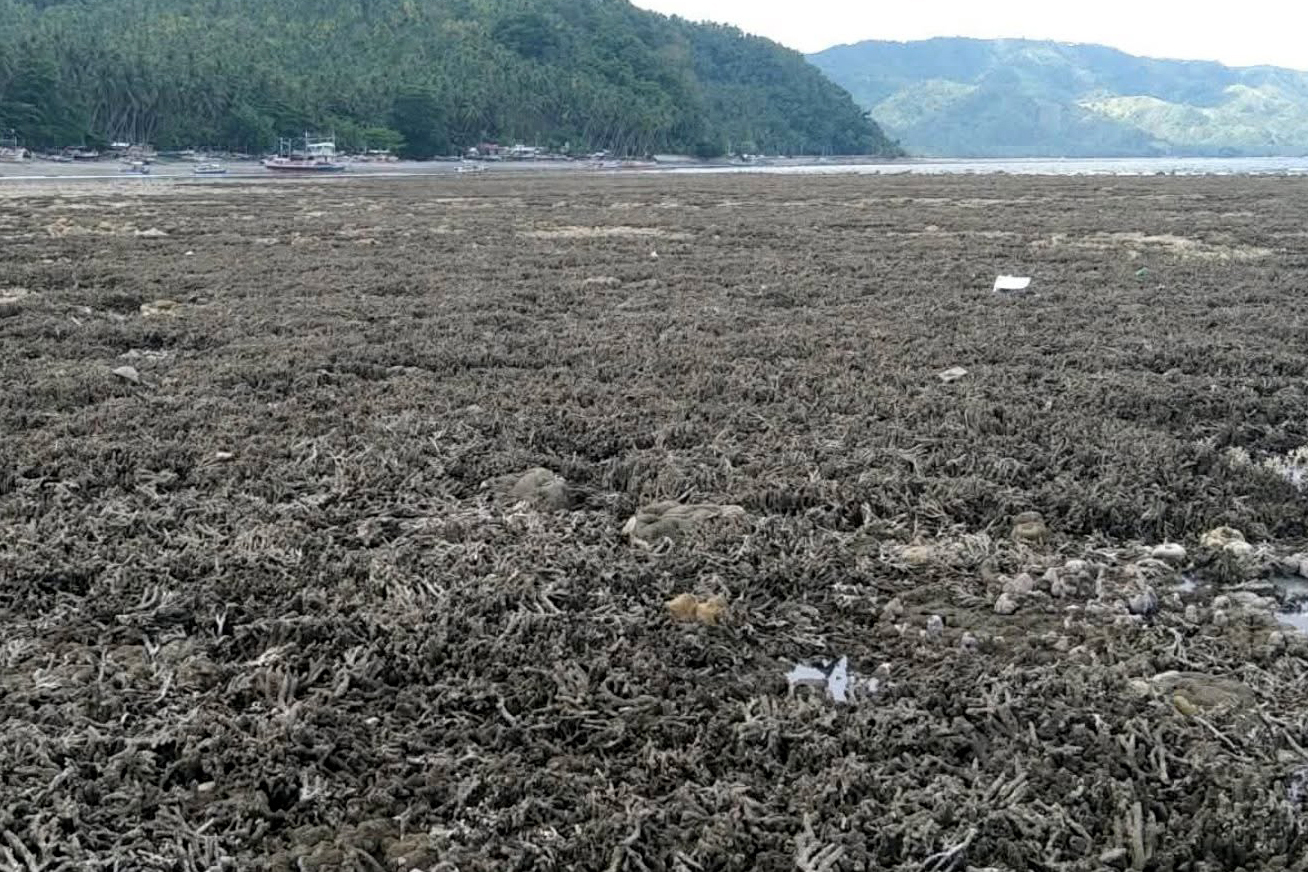 Sismo de magnitud 7,8 en Filipinas: las devastadoras consecuencias para la vida marina