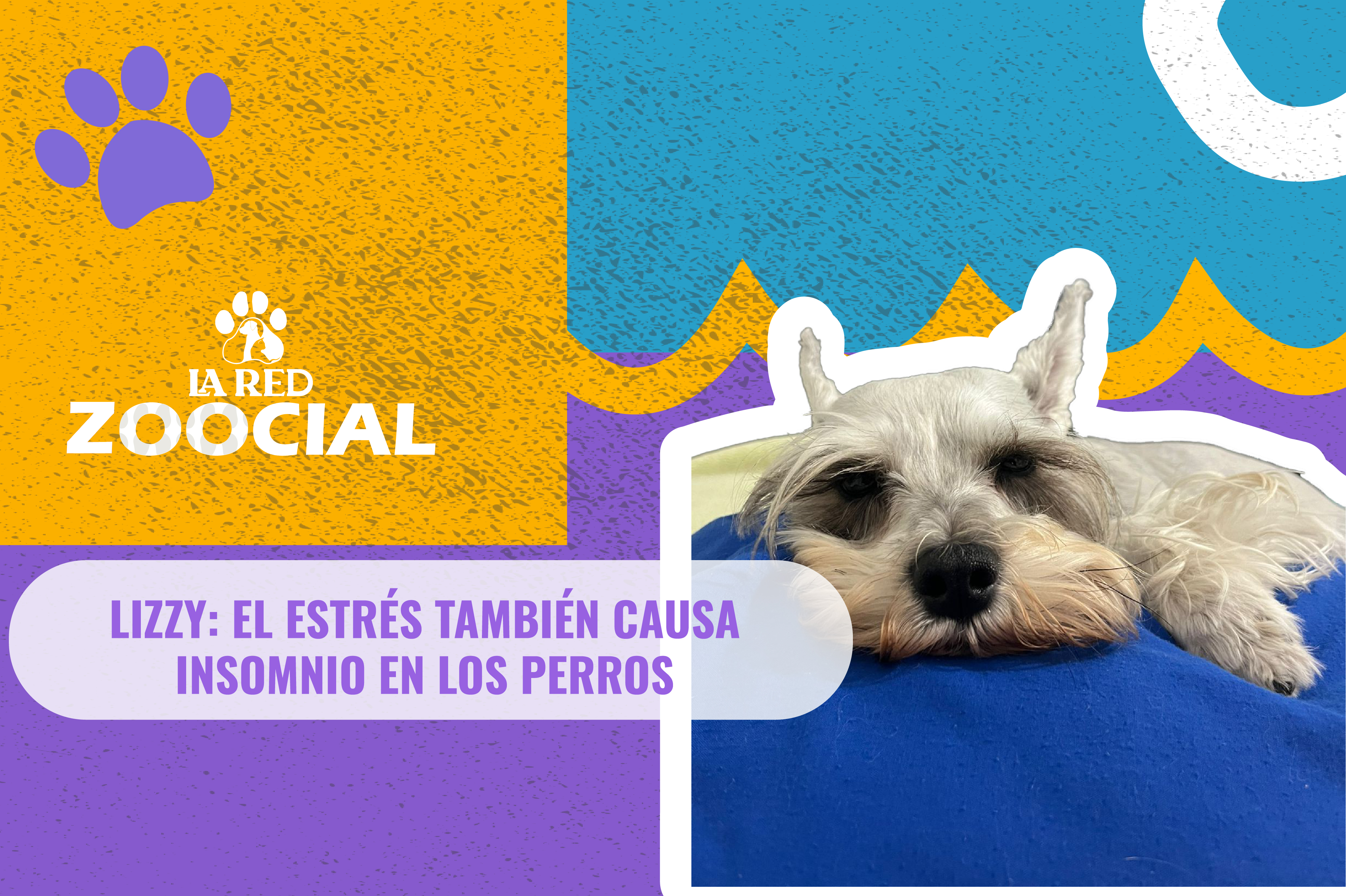 (Video) El estrés también causa insomnio en los perros