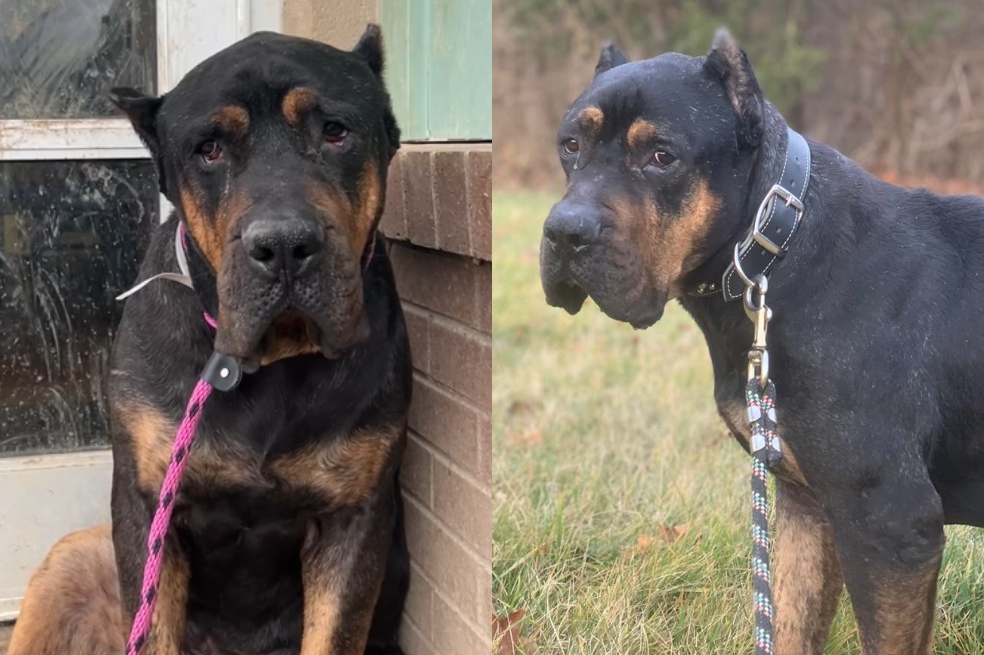 La historia del “perro más triste” que nadie quería adoptar en un refugio de animales