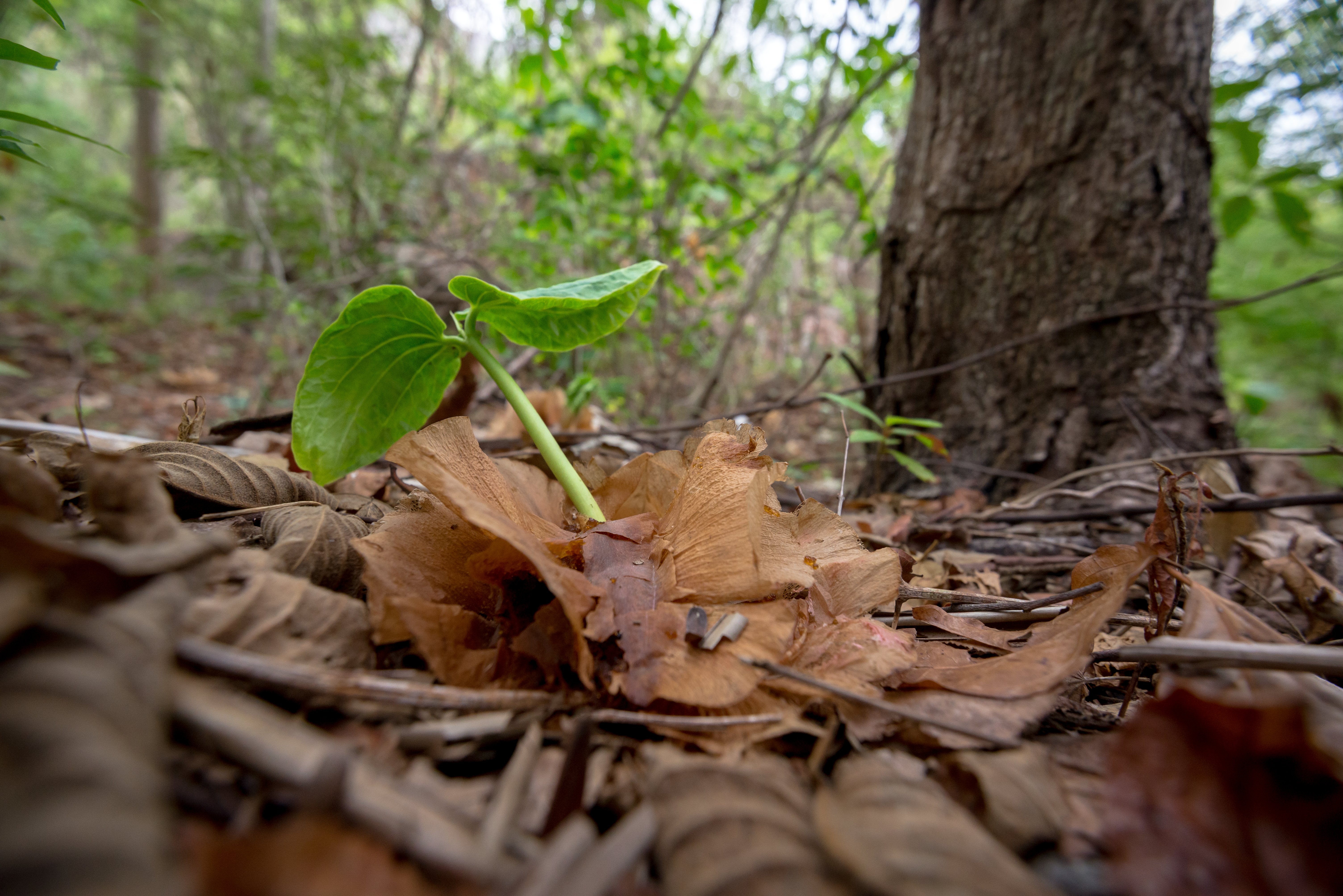 Los incentivos que afectaron el bosque seco tropical en Montes de María