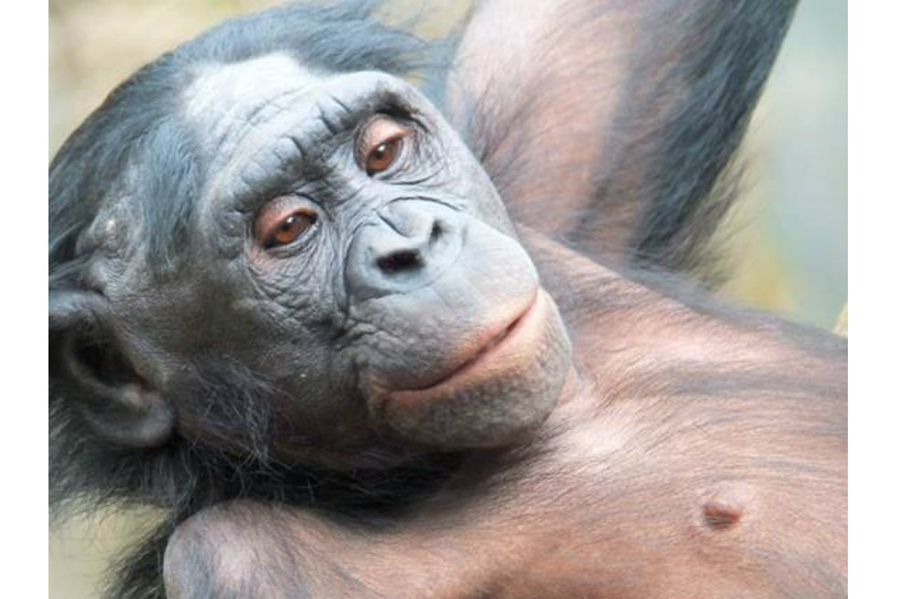 La grasa en la evolución humana