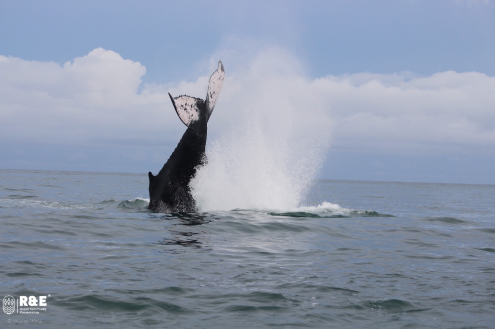 Sin embargo, la contaminación acústica, producto del ruido de los motores, también afecta a los animales. Expertas señalan que el acoso que viven las ballenas por cuenta del turismo descontrolado que se vive actualmente, las está ahuyentando.