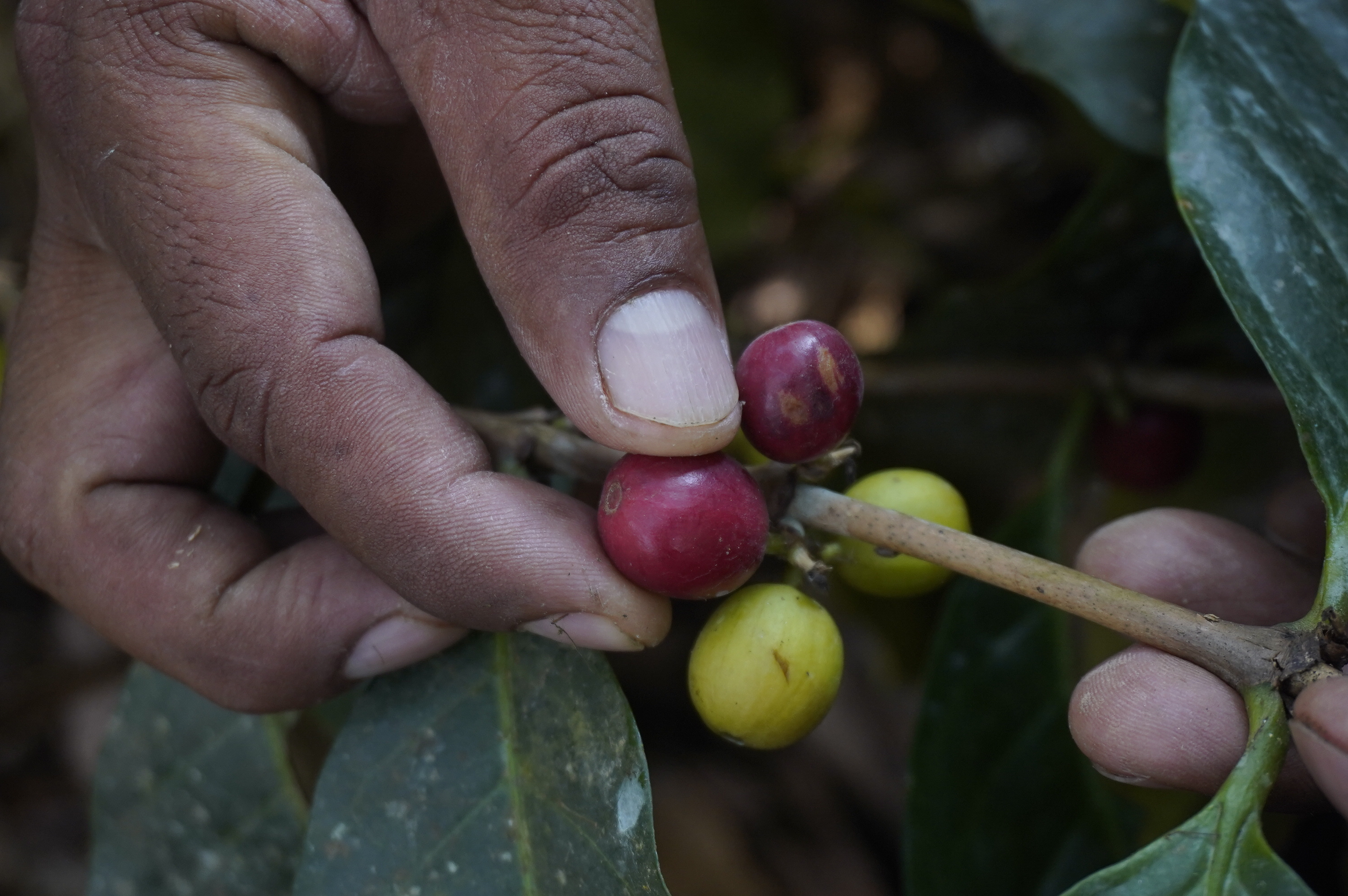La producción colombiana de café cayó 31 % en septiembre de 2022