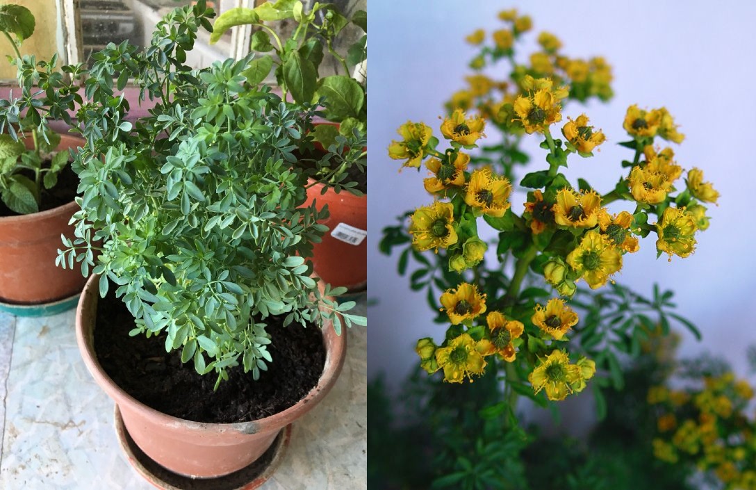 ¿Cómo sembrar y cuidar plantas de ruda en casa?