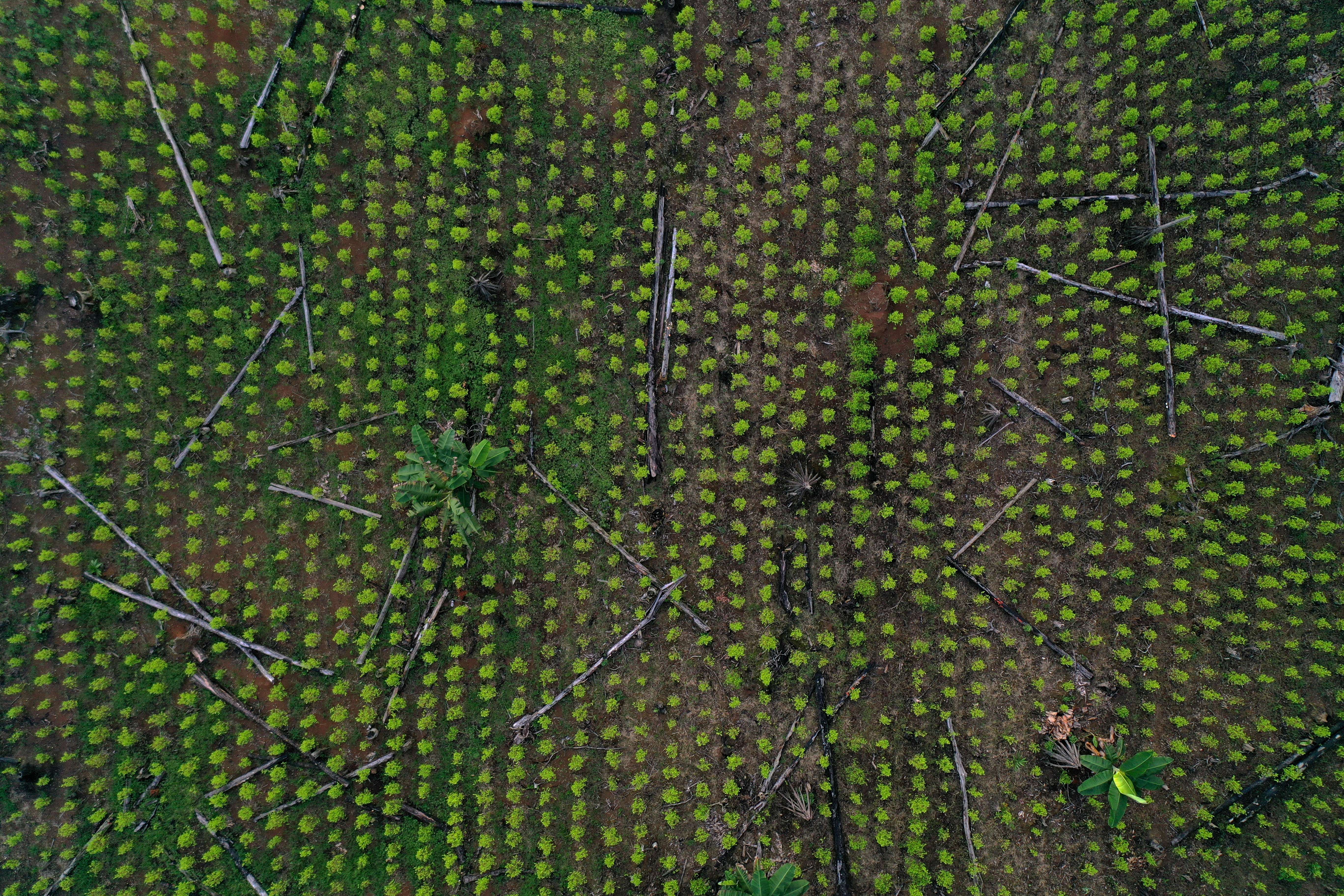 No se puede distinguir plantas de coca silvestres de usadas para producir cocaína