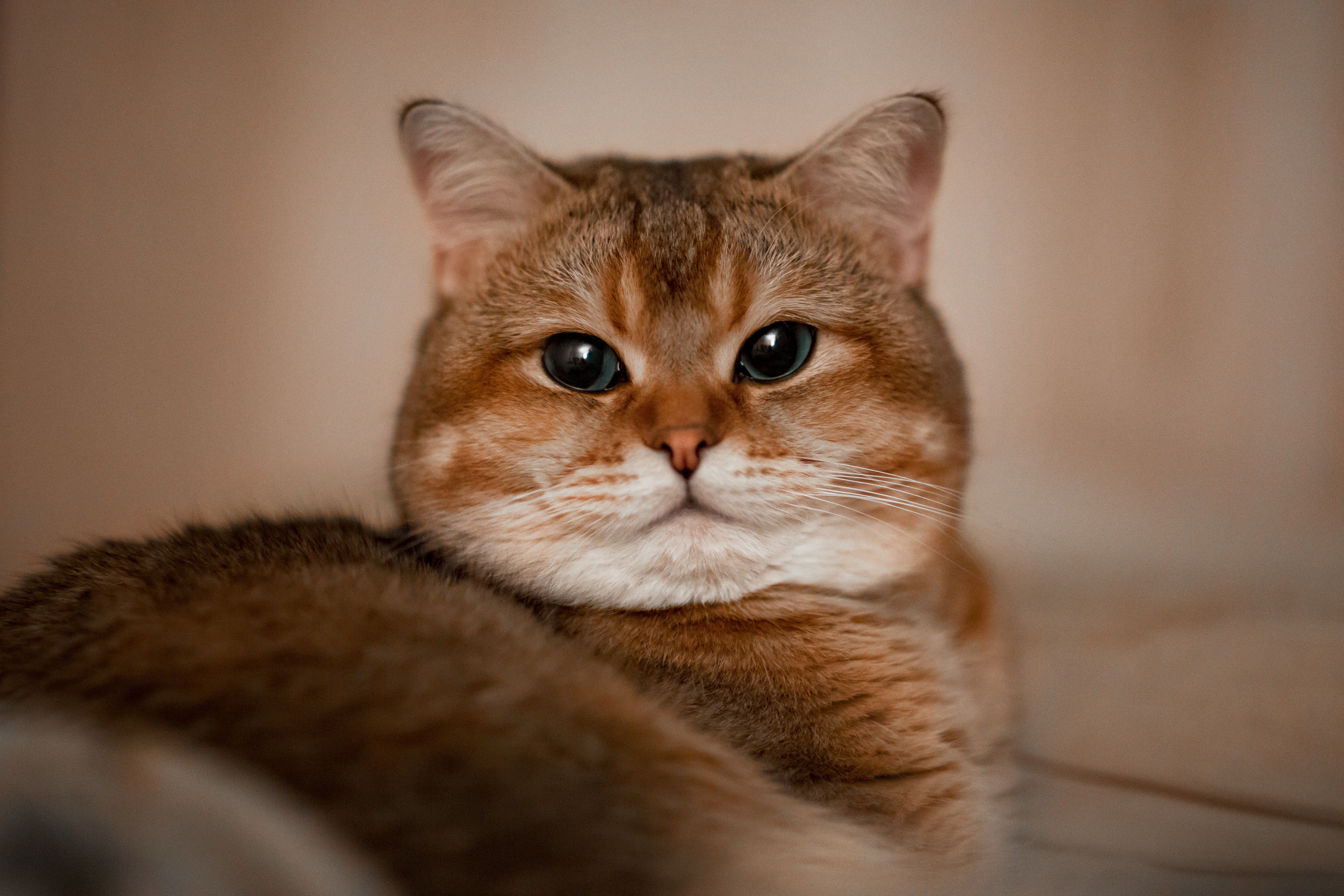 Así puede convertir su casa en el lugar favorito de su gato