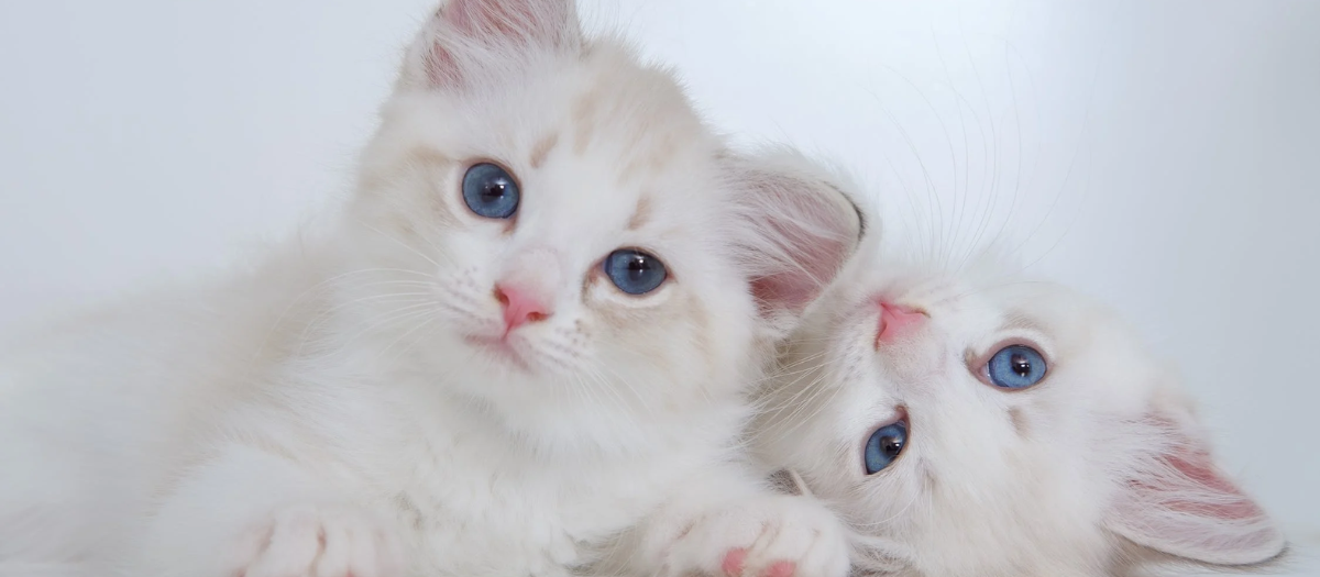Curiosidades de gatos ¿cuántos gatos puede tener una gata en un embarazo?