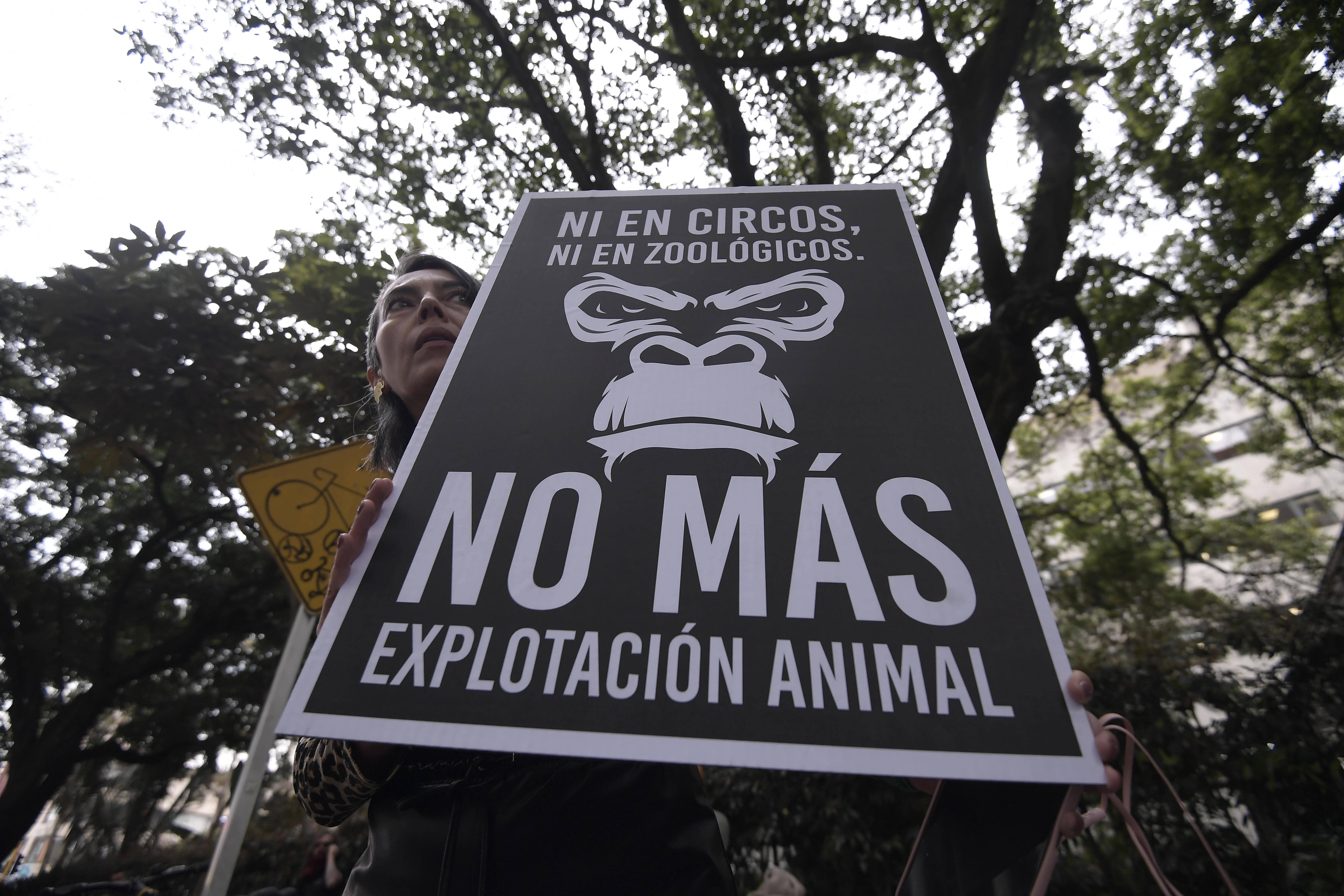 Algunos ambientalistas en la ciudad de Bogotá se reunieron este miércoles frente al Ministerio de Ambiente y Desarrollo Sostenible para protestar por la muerte de Pancho y Chita, dos chimpancés que se escaparon del Bioparque Ukumari en Pereira el domingo pasado.