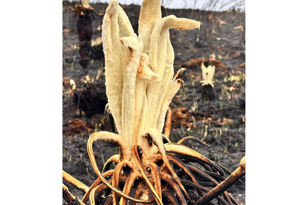 Frailejones del páramo de Berlín. /AMB