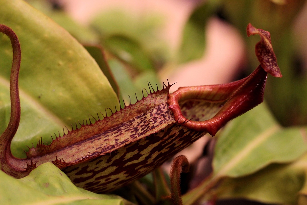 Nepenthes