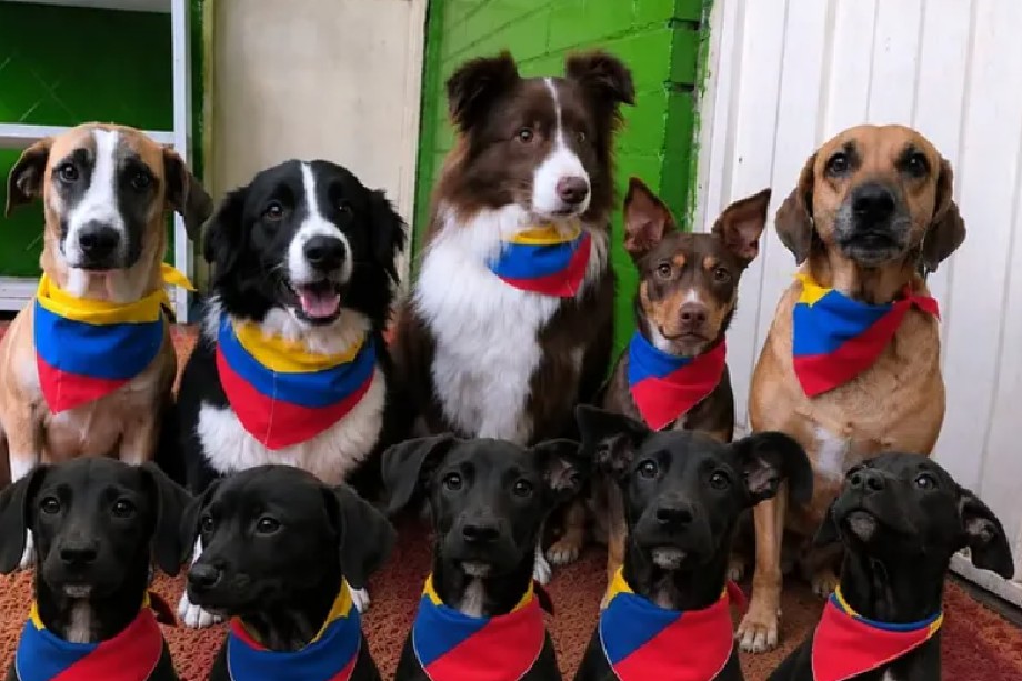 Conozca a los jugadores más fieles del país: perros están listos para encontrar un hogar