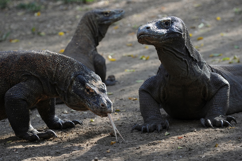 Ver de cerca un dragón de Komodo podría costar 500 dólares