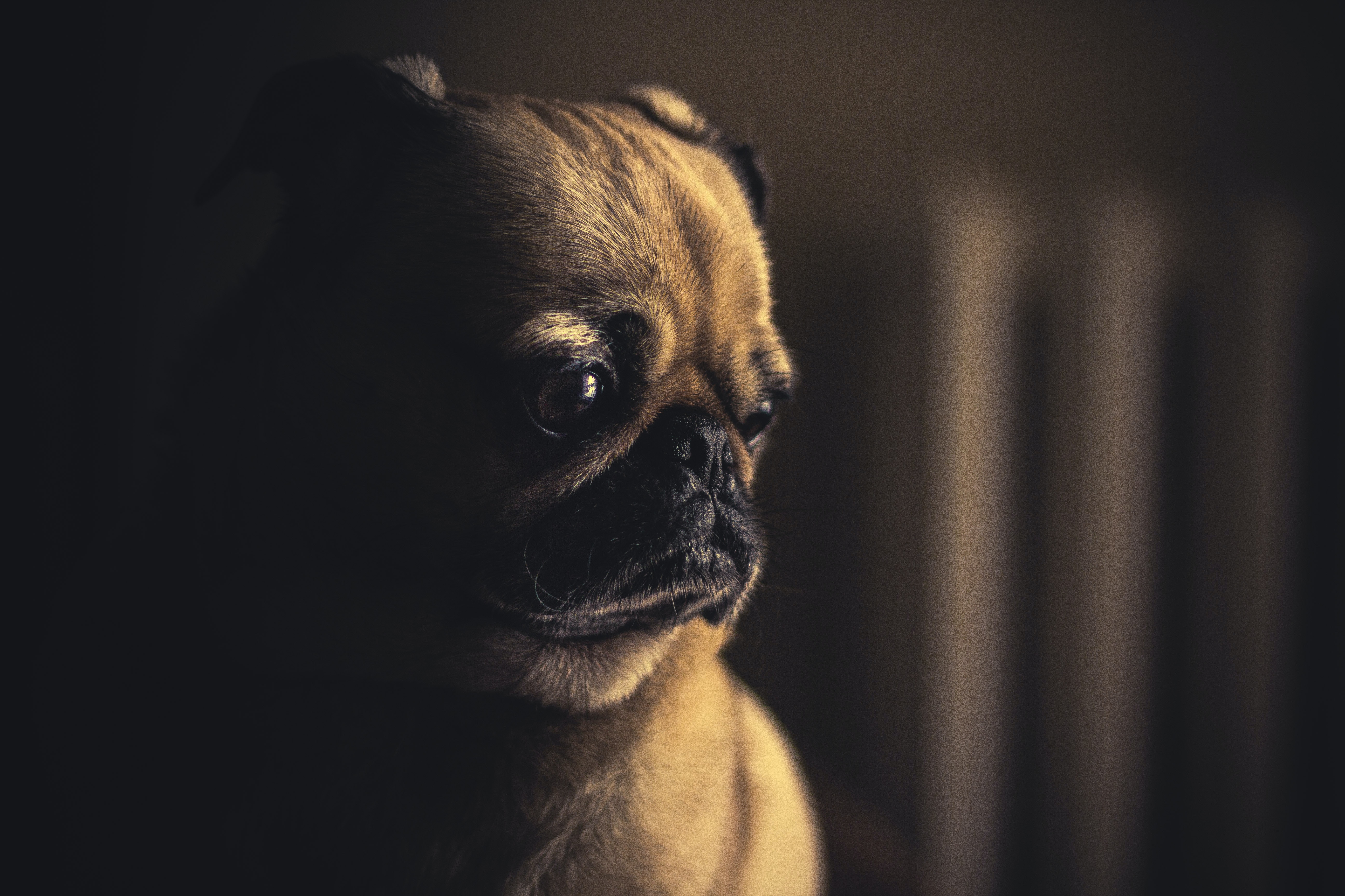 ¿Cómo saber si una mascota ha sido maltratada? Secuelas en el animal