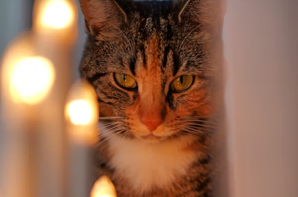 ¿Qué hacer cuando un perro o gato tiembla por el ruido de la pólvora?