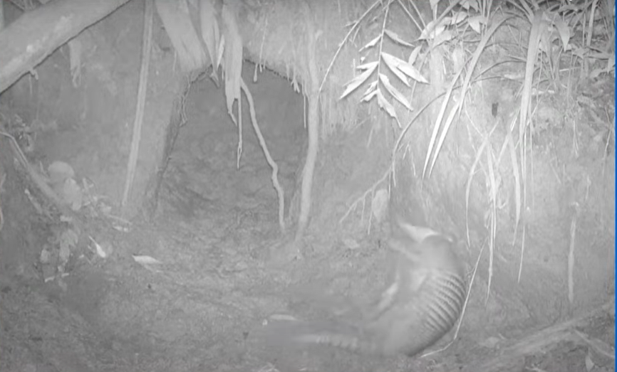 Cámaras trampa registran a armadillo gigante en La Macarena, Meta
