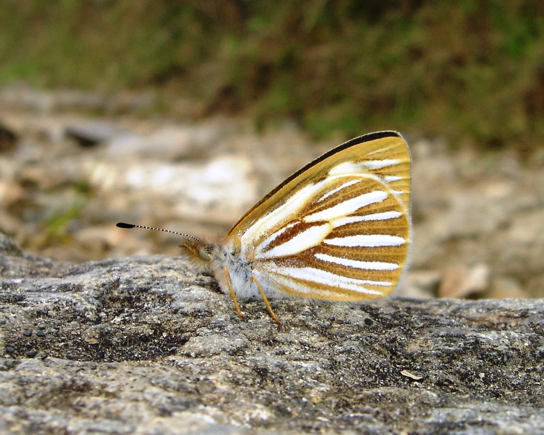 Es endémica de los bosques y páramos de la Sierra Nevada de Santa Marta, observada en las localidades de Minca.