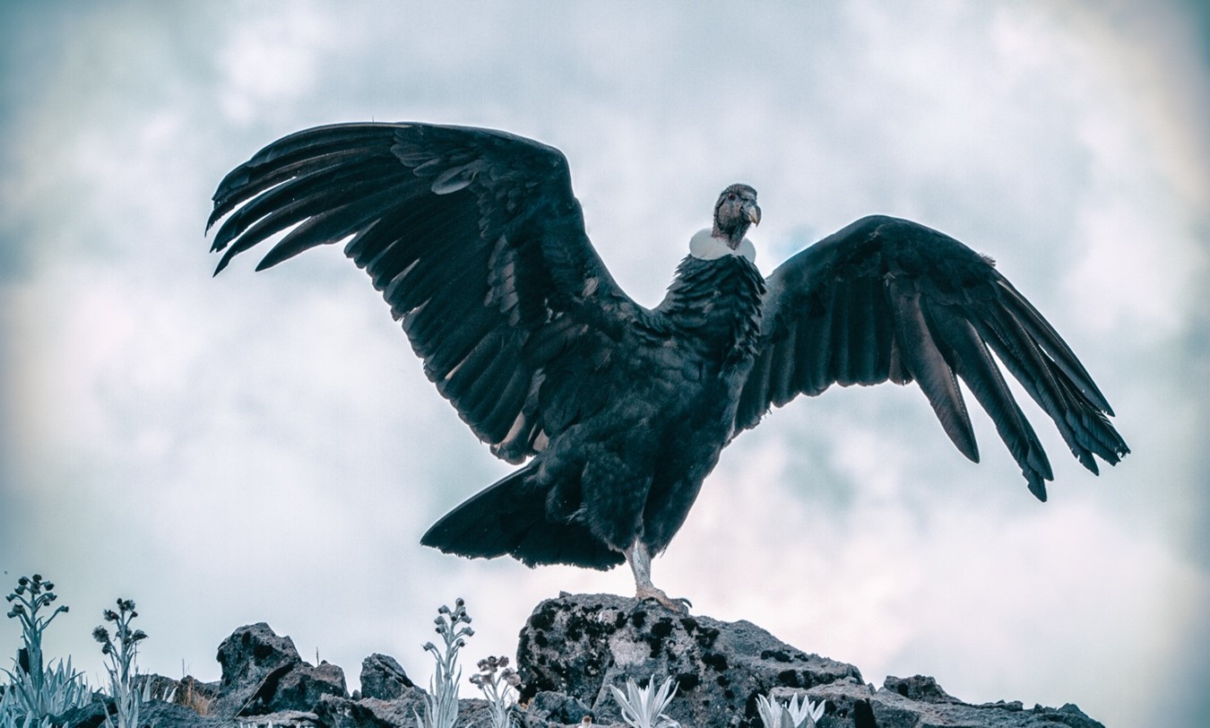 El cóndor es el ave voladora más grande del mundo, al extender sus alas llega a medir más de 3 metros y puede ser vista en un majestuoso vuelo a largas distancias. Encuentra en los riscos y peñas de los páramos y sus alrededores el mejor lugar para volar, aprovechando las corrientes térmicas para planear por un tiempo prolongado.