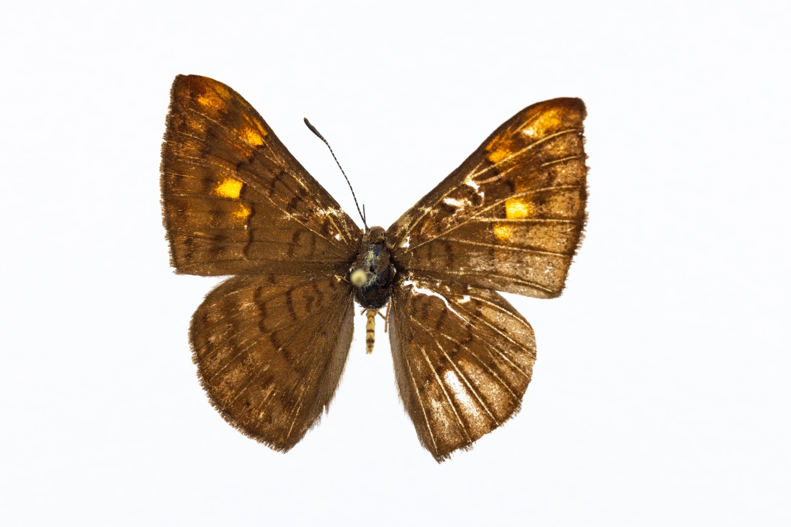 Descubren una nueva especie de mariposa que solo habita en Colombia