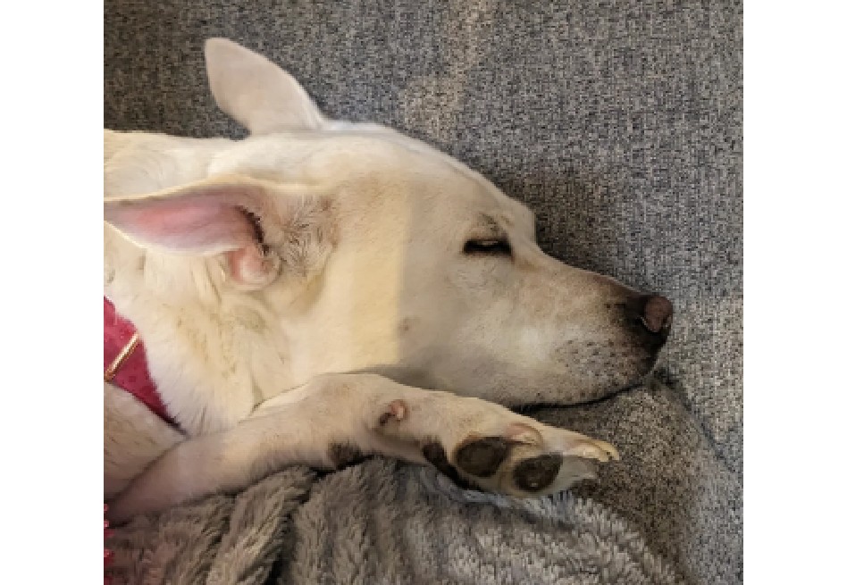 Perro ingirió veneno para ratas y desató angustia en redes sociales: esta es la historia