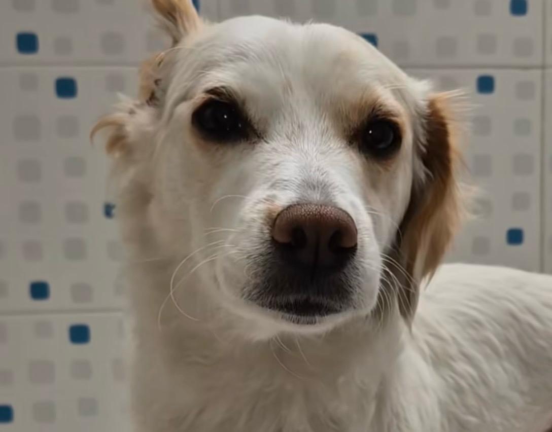 Perrita fue adoptada por la veterinaria que salvó su vida: “la cuidó en cada etapa”