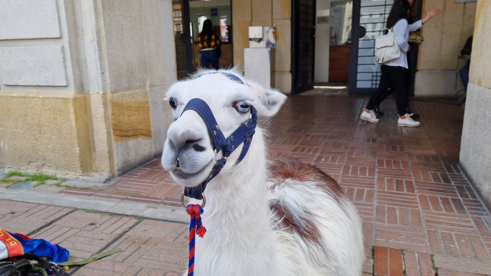 (Fotos) Rescatan a dos llamas sobreexplotadas en la Plaza de Bolívar, en Bogotá