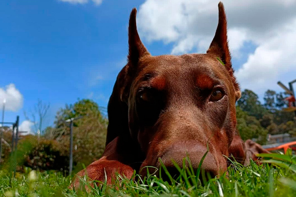 Bozal para perros: qué raza deben tenerlos, consecuencias y otros consejos